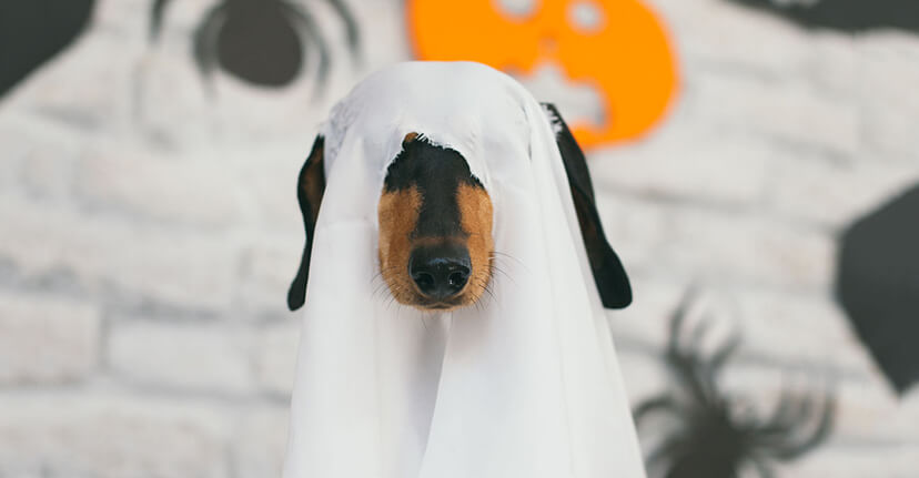 Dog in ghost costume