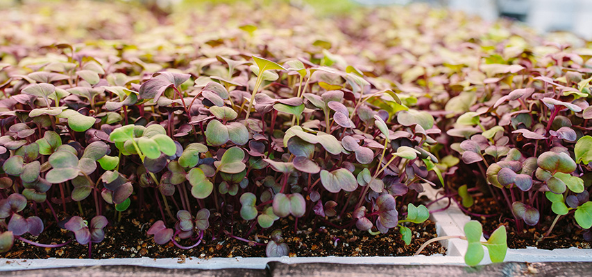 Edenworks' microgreens