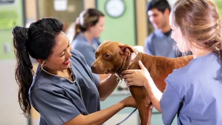 Funding Veterinary School After FAFSA