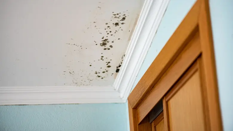 Does Renters Insurance Cover Mold Damage? Everything You Need to Know