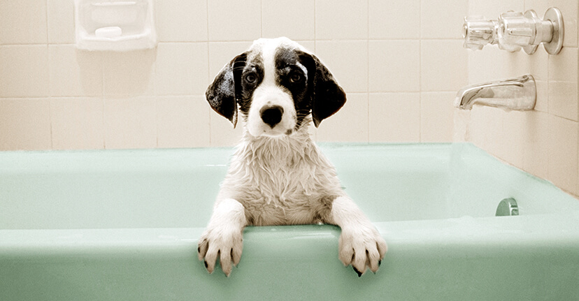 dog in a bathtub