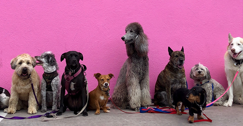 dogs on a pink wall