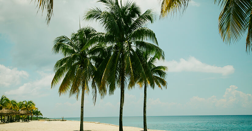 palm trees on beach