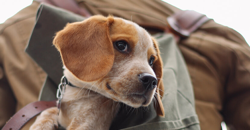 brown and white puppy in backpack